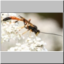 Ophioninae spp ~ Anomalinae spp - Schlupfwespe 096b 16mm-fdet02.jpg